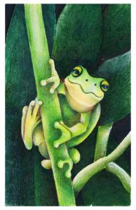 Frog