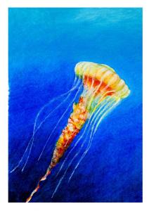 Jellyfish