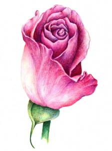 PinkRose