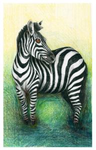 Zebra