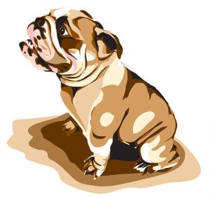 Bulldog Color