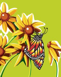 Butterfly Color