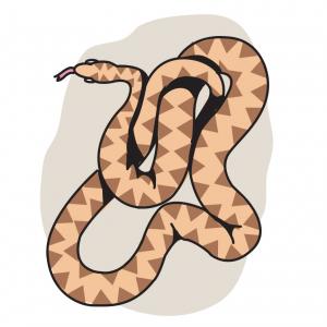 Snake Color Outline